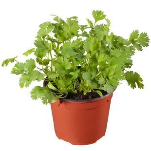 小叶香菜种子老品种大叶芫荽春四季播种蔬菜籽种阳台盆栽适合新手