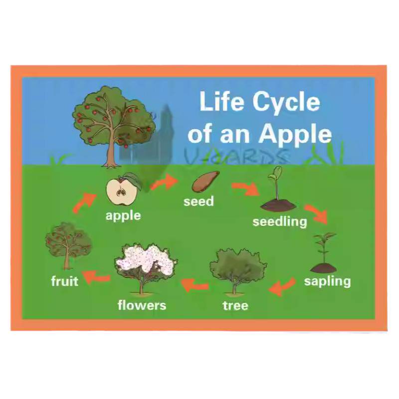 Lifecycle苹-果生命的早教闪卡/潜能开发卡