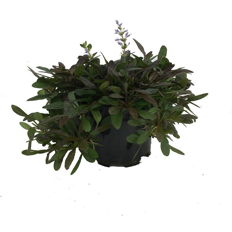 满24元包邮紫叶筋骨草 姬十二单日本山野草花园花境 耐寒耐热耐荫