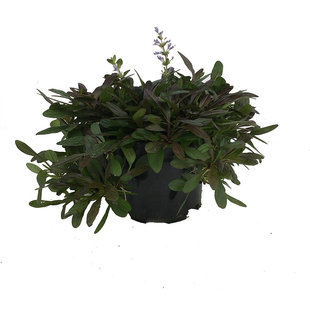 满24元包邮紫叶筋骨草 姬十二单日本山野草花园花境 耐寒耐热耐荫