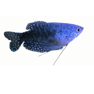 蓝曼龙活体蓝曼龙鱼热带鱼淡水观赏鱼黄曼龙鱼大号小型鱼除蛋白虫