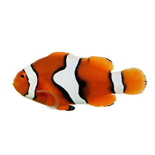 人工公子小丑鱼黑公子尼莫澳黑金砖黑冰血印毕加索海水活体观赏鱼