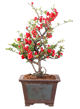 日本海棠花盆栽室内原生重瓣盆景