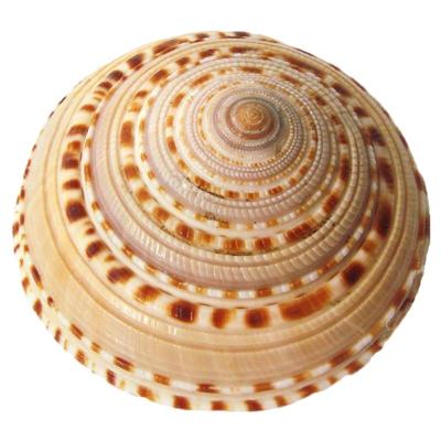 车轮螺草帽螺天然海螺贝