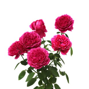 天狼月季惊鸿庭院开张直立型浓香大花观赏性玫瑰花卉盆栽新手推荐