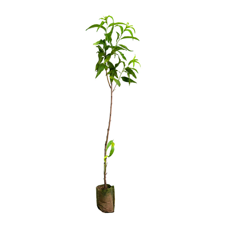 嫁接血桃树苗早熟新品种离核桃子树苗嫁接红肉黄肉水蜜桃盆栽地栽