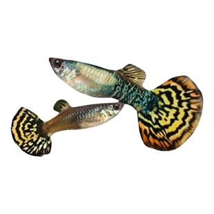 黄老虎孔雀鱼花老虎红老虎马赛克孔雀鱼胎生凤尾小活鱼热带观赏鱼