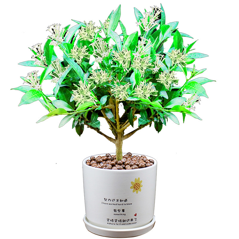 浓香净化空气绿植阳台室内驱蚊草