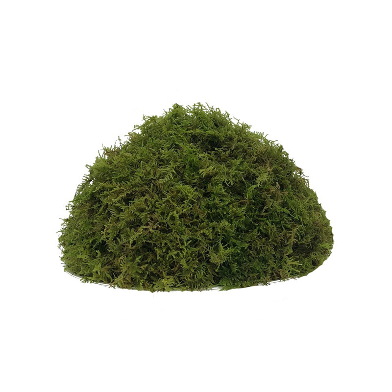 干苔藓蝴蝶兰花石斛种植专用营养