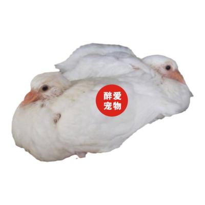 鸽子活一对原配信鸽赛鸽肉鸽观赏鸽小鸽种鸽活物鸽子苗幼鸽包活体