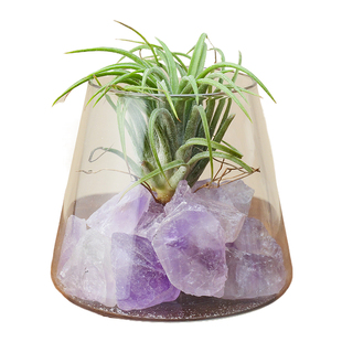 天然水晶空气凤梨原石无需水培植物办公室桌面盆栽创意蛋白石摆件