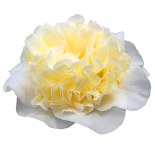 黄绣球稀有名贵进口品种山茶花福建龙岩花卉盆栽树苗阳台花园植物