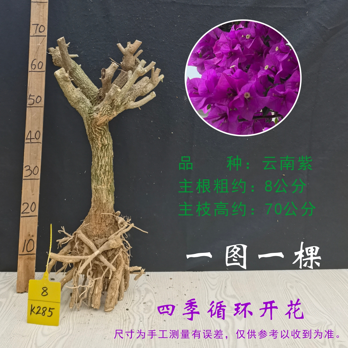 三角梅爬藤老桩云南紫树桩大型盆栽爬藤棵庭院阳台安格斯树苗勤花