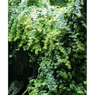 霹荔藤雨林缸生态瓶造景植物爬藤闷养青叶霹荔小叶迷你附生微景观