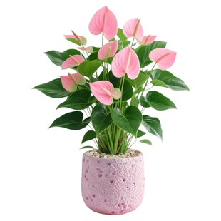 粉掌盆栽带花室内植物客厅办公室桌面绿植花卉盆景净化空气好养活