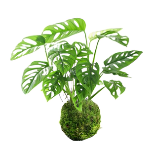 水培植物仙洞龟背竹绿植盆栽室内好养办公室净化空气爬藤植物耐阴