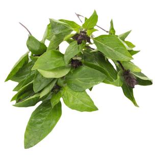 九层塔食用新鲜台湾金不换非罗勒叶打抛叶香料菜三杯鸡冬阴功食材