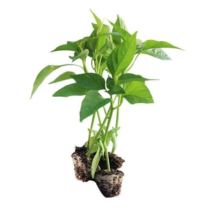 高产湖南特产樟树港辣椒苗成活率高颗颗带原土球发货正宗樟树港