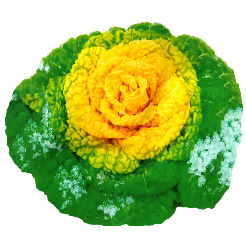 秋冬季黄心乌塌菜种子耐寒乌塌菜种孑雪里金花白菜菊花黑菜塔菜籽