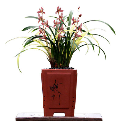 老种四季建兰红猫蕊蝶带花香好养
