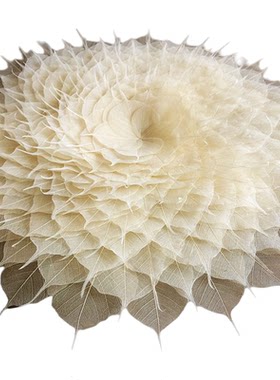菩提叶脉干花标本真树叶高品质
