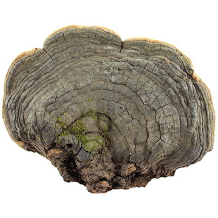 村姑娘野生裂蹄孔菌楸树桑黄红肉拟层孔菌哈尔蹄新货 肠 胃250g