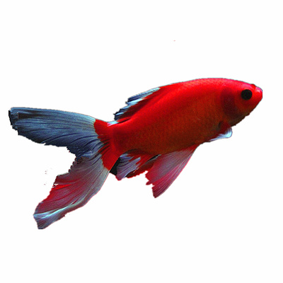 冷水鹦鹉招财好养风水鱼金鱼易活