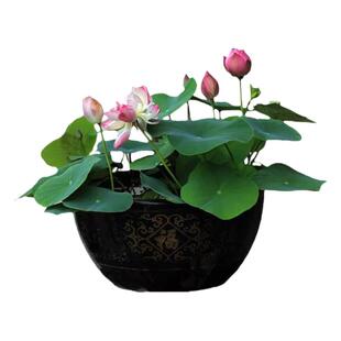 水培碗莲种籽子四季睡莲荷花水养植物室内缸养盆栽铜钱草草籽种孑