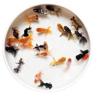 小鱼活锦鲤鱼活体小型观赏鱼苗冷水鱼饲料鱼好养易活花草金鱼活鱼