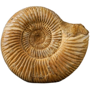 天然海星贝壳化石原石装饰桌面摆件菊石收藏酒柜装饰品摆件手把件