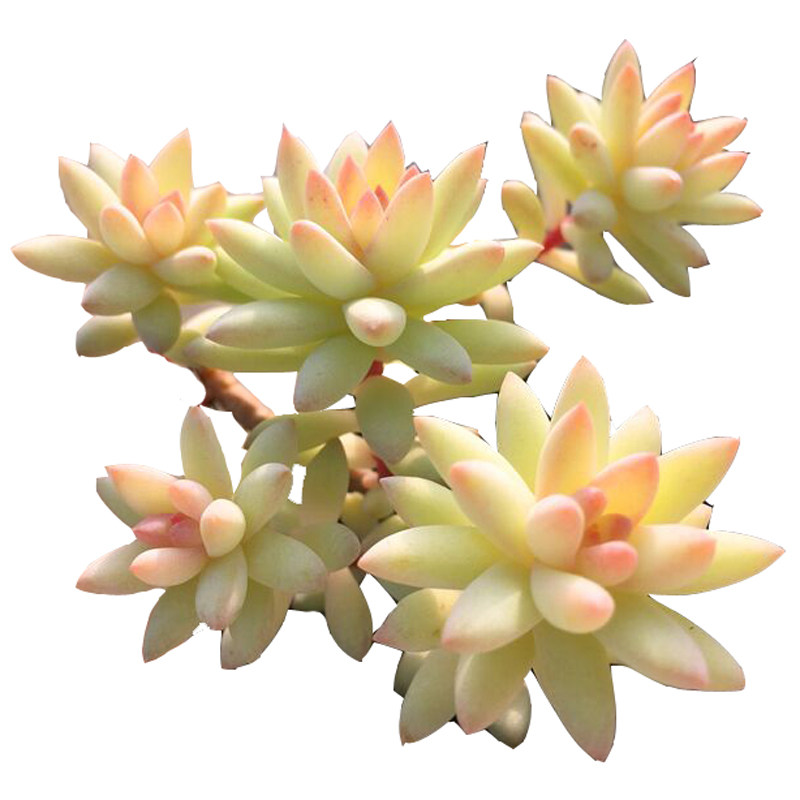 树冰小桩果冻色非千佛手绿植盆栽
