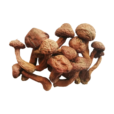 东北红蘑松蘑菇新品干货野松树伞松散红菇肉蘑鸡血蘑炖鸡蘑