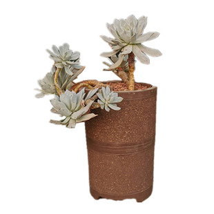 破损补发粗砂直筒透气粗陶法师绿植专用陶罐陶瓷大老桩花盆包邮