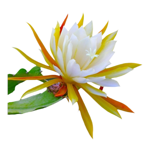 昙花盆栽带花苞花卉室内植物花苗小叶老桩种子四季开好养易活绿植