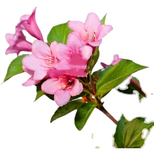 五彩锦带花树盆栽锦带苗别墅庭院耐寒大型风景树五彩锦带树苗花卉