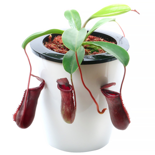 劳氏x红葫芦猪笼草Lowii x ventricosa LV食虫植物盆栽包邮黑精灵