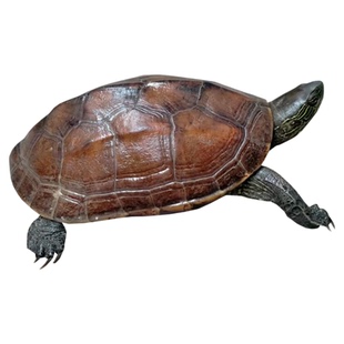 适合放苼的乌龟活物中华草龟招财长寿龟活体中国本土乌龟许愿转运