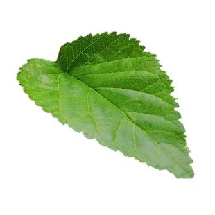 顺丰速发】蚕宝宝桑叶新鲜现摘桑叶喂蚕桑蚕叶学生养蚕套装现摘