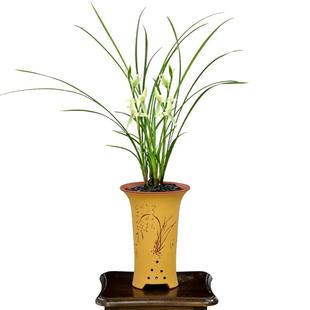 老种春兰铭品莲瓣兰大小雪素带花浓香四季建兰白雪公主好养卉盆栽