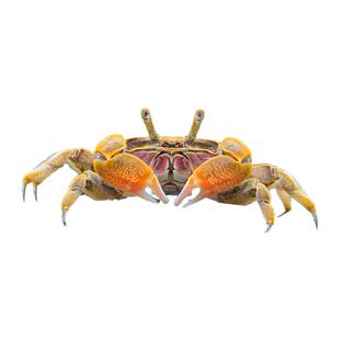 迷你辣椒蟹鱼苗观赏鱼寄居蟹宠物蟹淡水小型好养除藻小螃蟹观赏虾