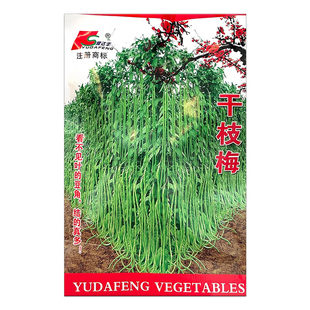 干枝梅摘不败高产豇豆种子绿条特长豆角春播架豆蔬菜四季春夏种籽