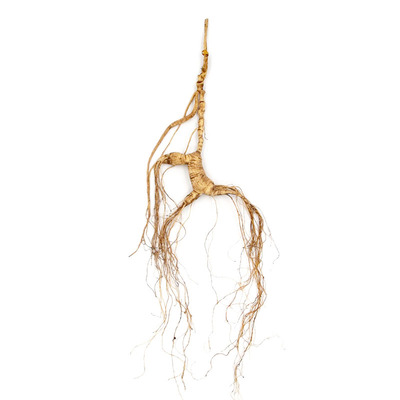 20年野山参礼盒林下参人参吉林