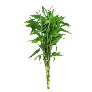 金叶子水培富贵竹节节高转运竹龙竹办公室内客厅四季常绿植物盆栽