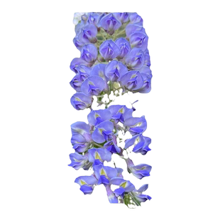 紫藤树苗多花紫藤萝紫藤花苗爬藤植物阳台盆栽庭院老桩耐寒四季开