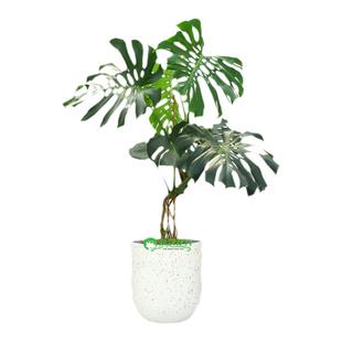 龟背竹客厅大盆栽室内大型植物老桩绿植大叶巨叶除甲醛造型耐阴