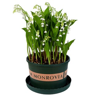 10颗带芽铃兰根花苗浓香小铃铛型盆栽绿植耐寒种根室内外花卉植物