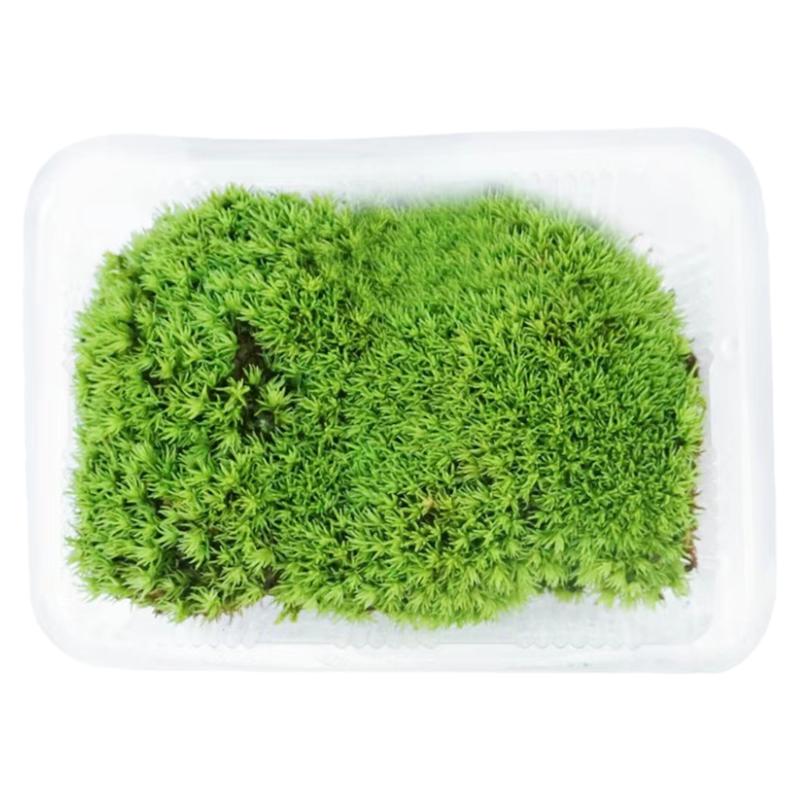 鲜活苔藓白发藓短绒青苔草皮大灰藓植物盆景造景微景观材料