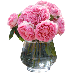 天狼月季粉色系列多季开花庭院露台阳台植物玫瑰盆栽地栽花苗