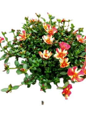 多年生红色进口四季太阳花非洲菊