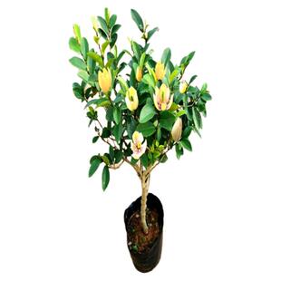 含笑花盆栽树苗庭院阳台四季浓香型带花苞室内花卉观花植物室内花